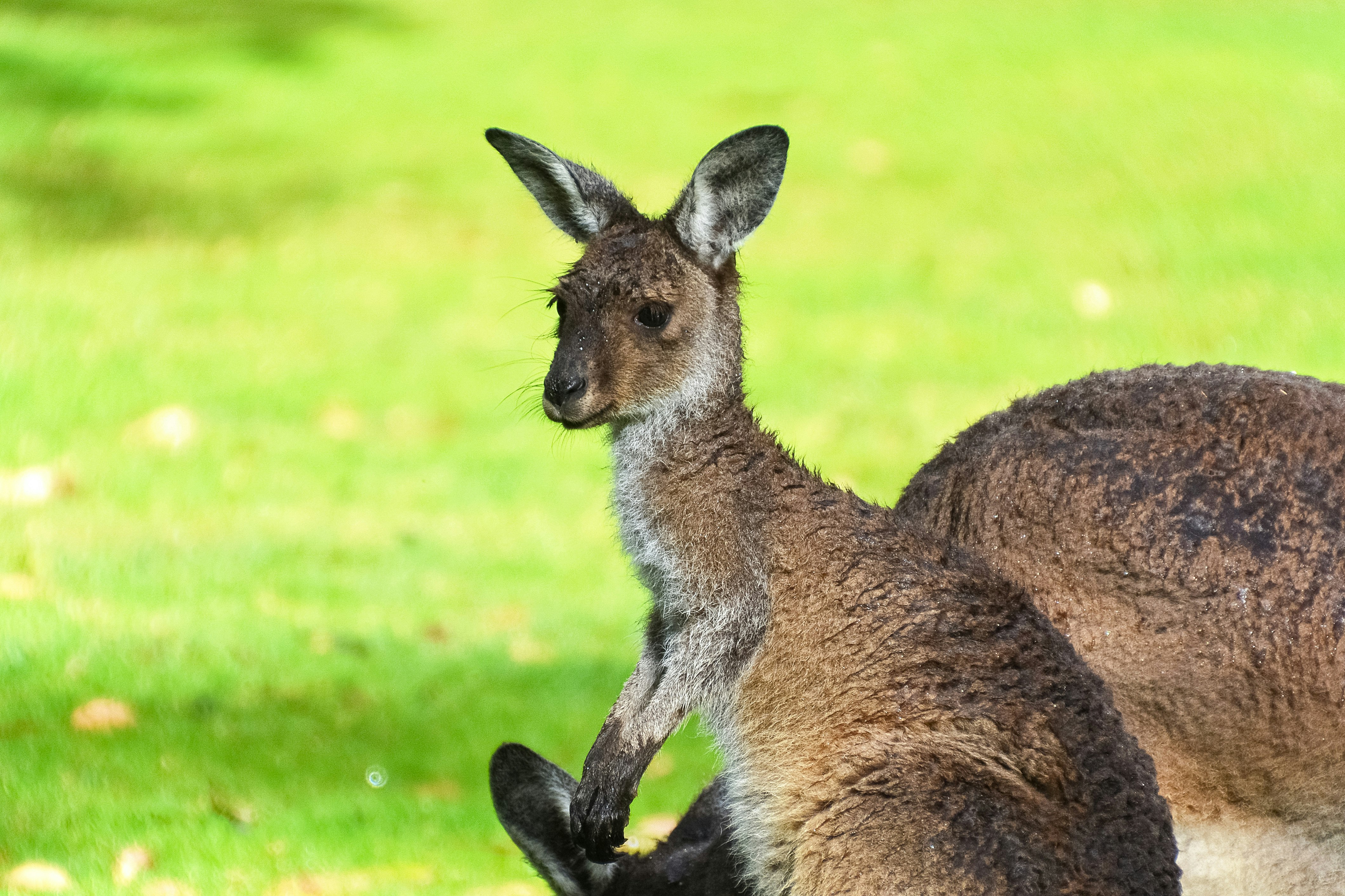 brown kangaroo on green grass field during daytime